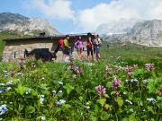 Anello MONTI VINDIOLO - VETRO - PASSO LAGO BRANCHINO salendo da ZORZONE-PIAN BRACCA in VAL VEDRA) - FOTOGALLERY